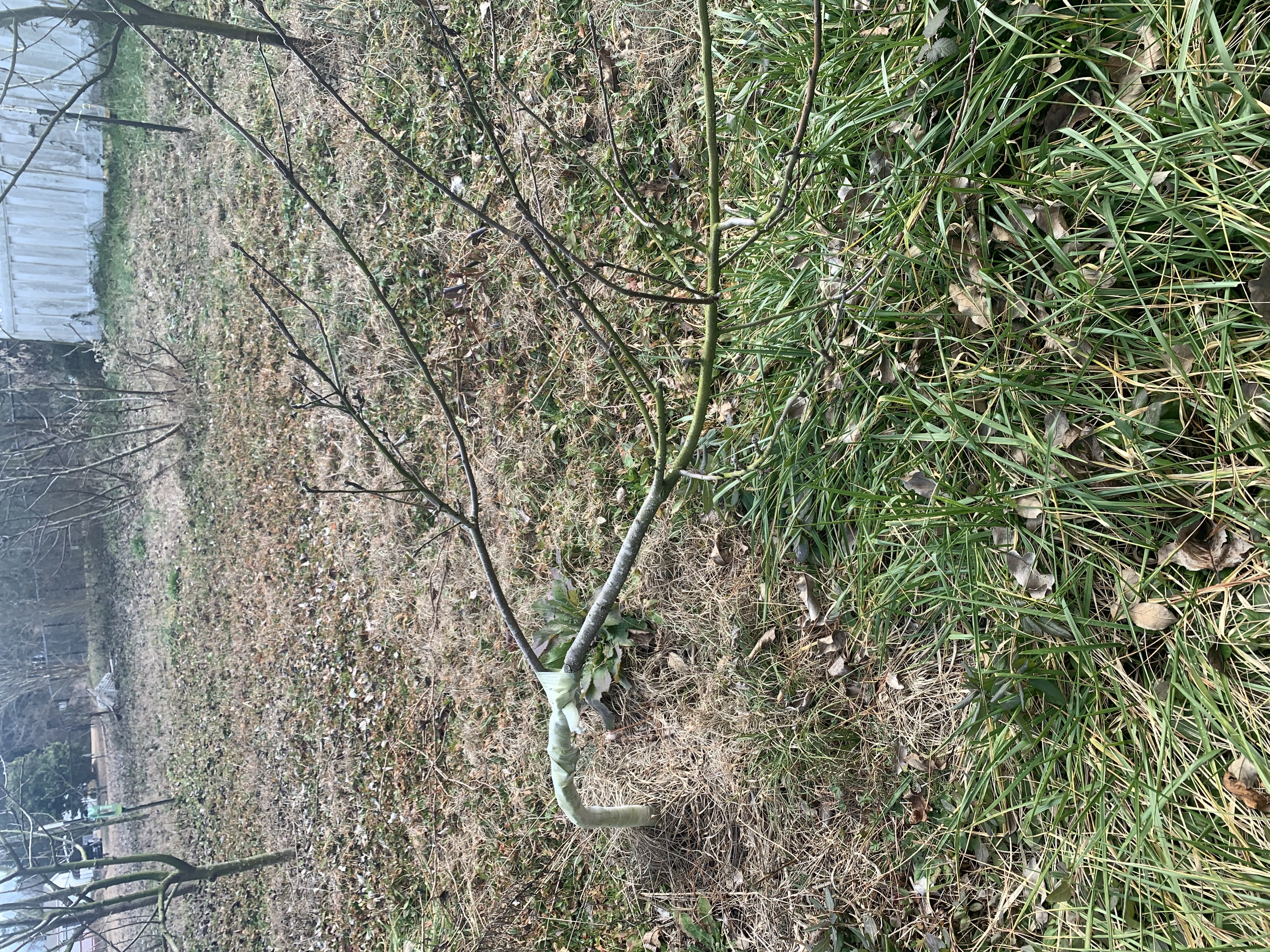 pruning